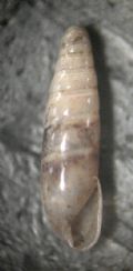 Hypnophila girottii